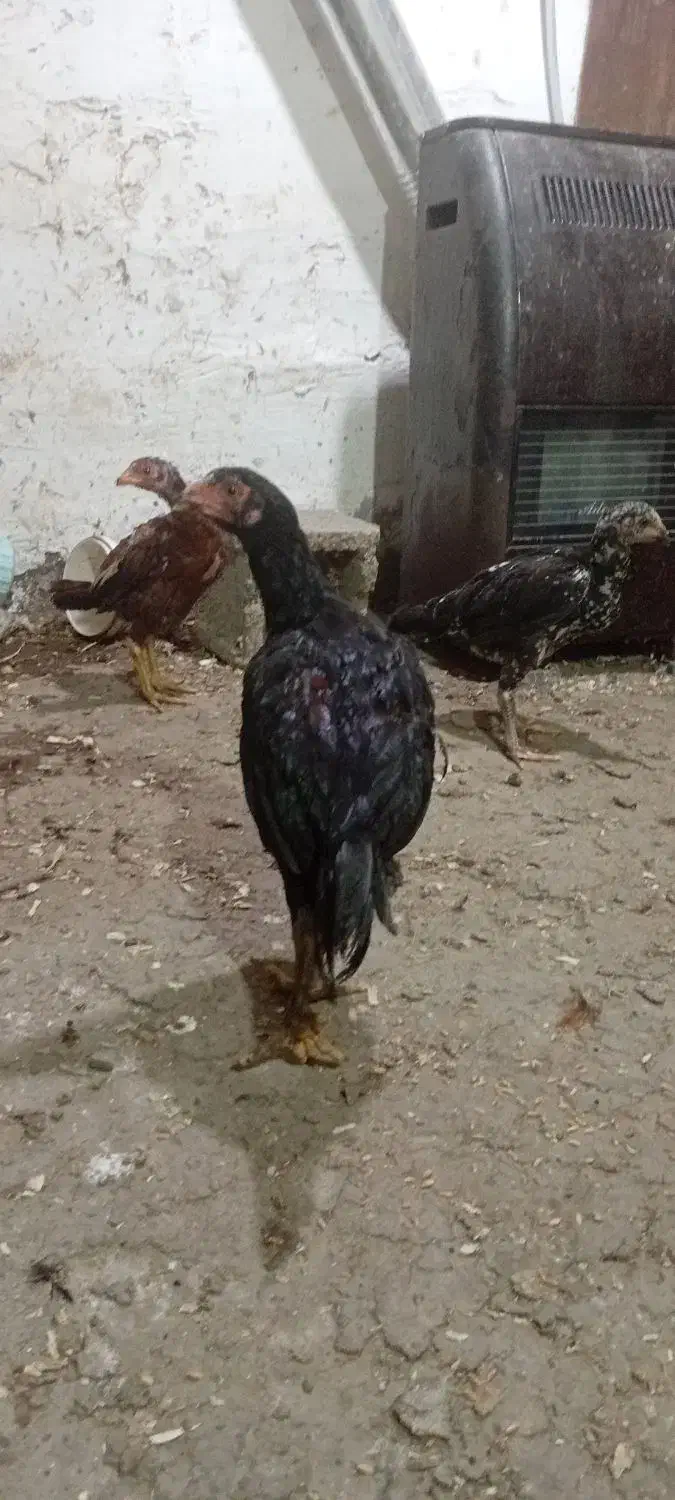 جوجه مرغ و خروس لاری  دوماه نیم اصیل|حیوانات مزرعه|فومن, |دیوار