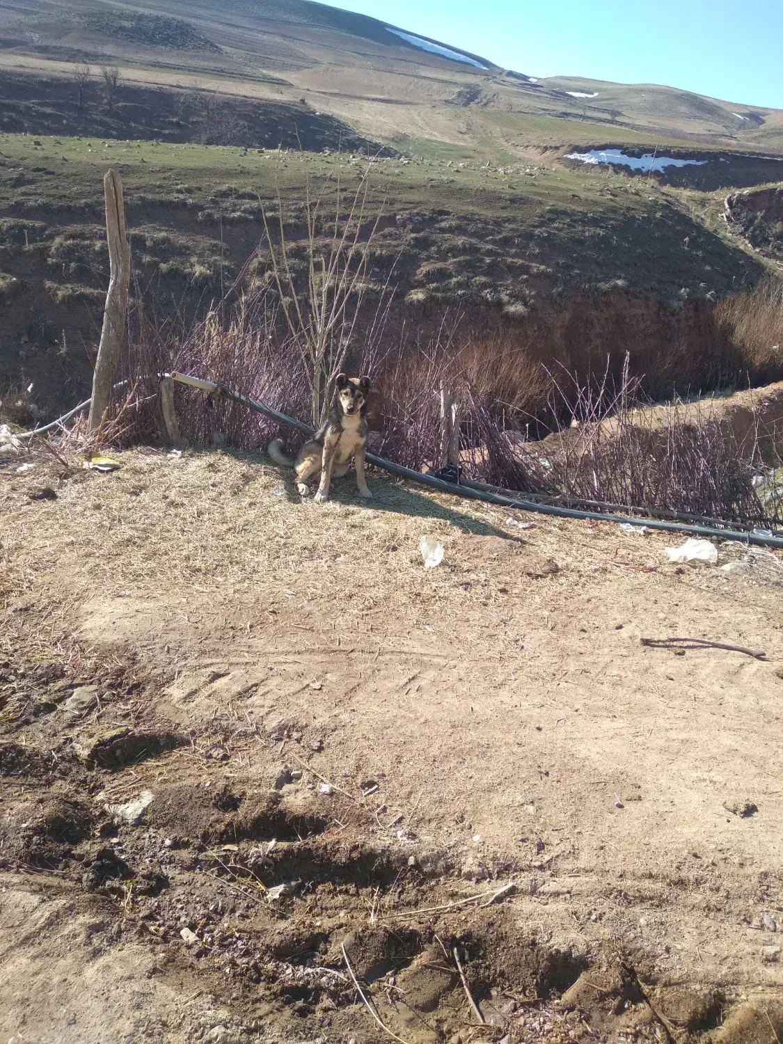 سگ سراب|سگ|سراجو, |دیوار