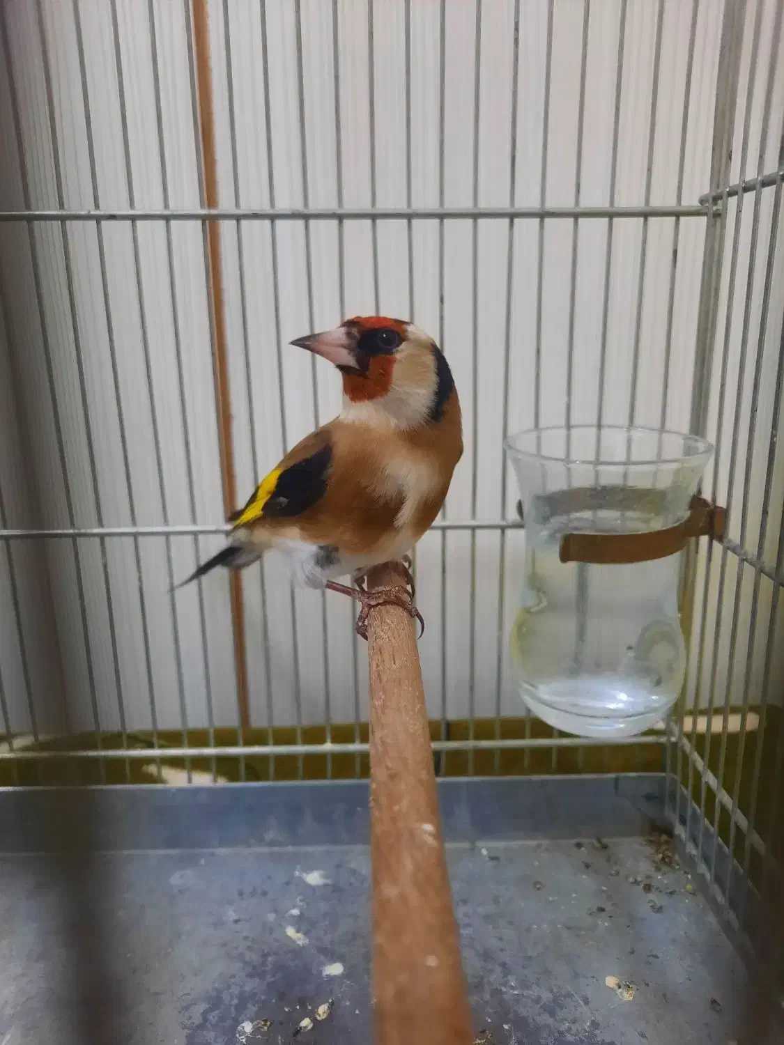 سره|پرنده|کرج, کوی امامیه|دیوار