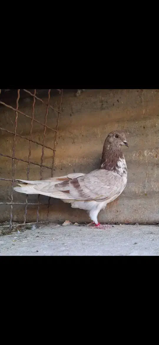 کفتر ۴تا غریب گیری|پرنده|ری, ولی آباد|دیوار