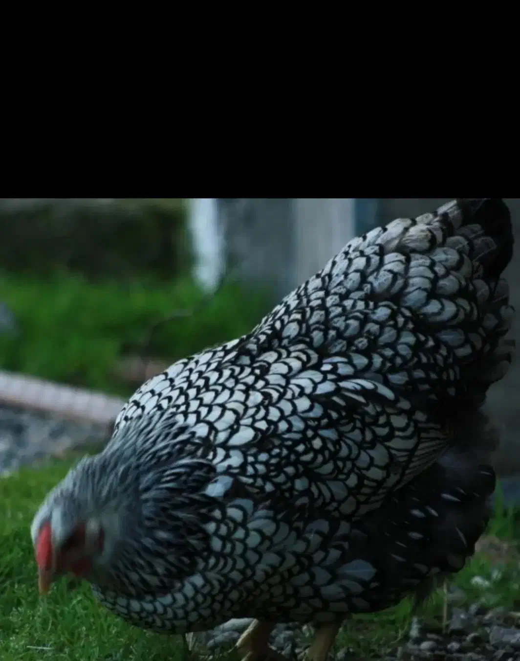 تخم نطفه دار ویاندوت سیلور|حیوانات مزرعه|خمینیشهر, |دیوار