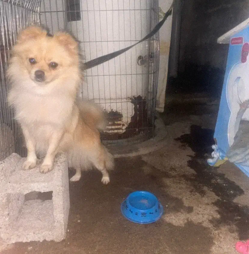 پامر ماده|سگ|رشت, دیلمان|دیوار