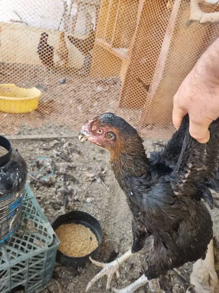 مرغ لاری اصیل جوان/کرچ وتخم گذار|حیوانات مزرعه|قرچک, مهدیه|دیوار