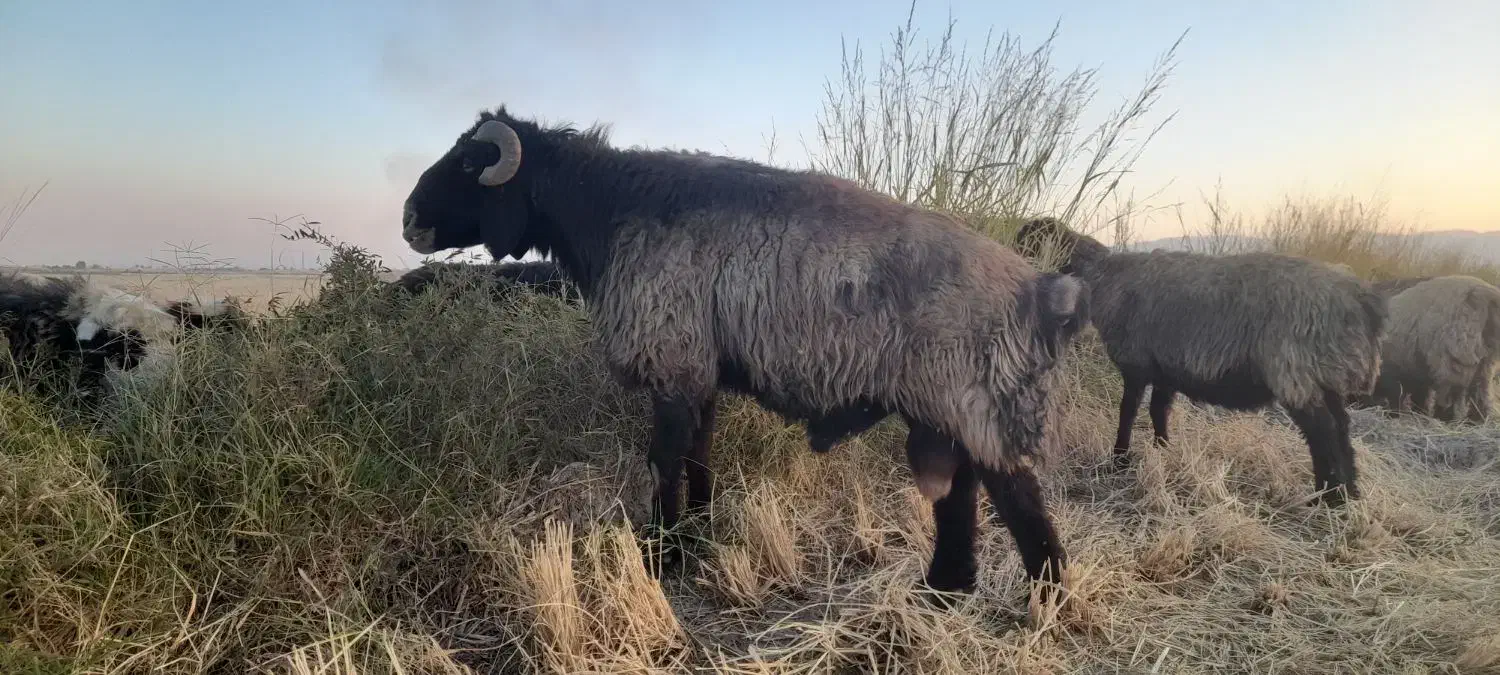 قوچ|حیوانات مزرعه|بانش, |دیوار