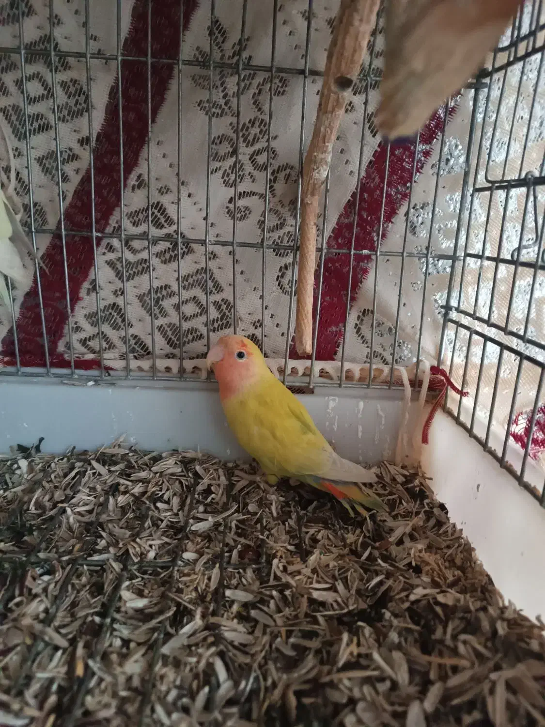 طوطی برزیلی|پرنده|بابکان, |دیوار