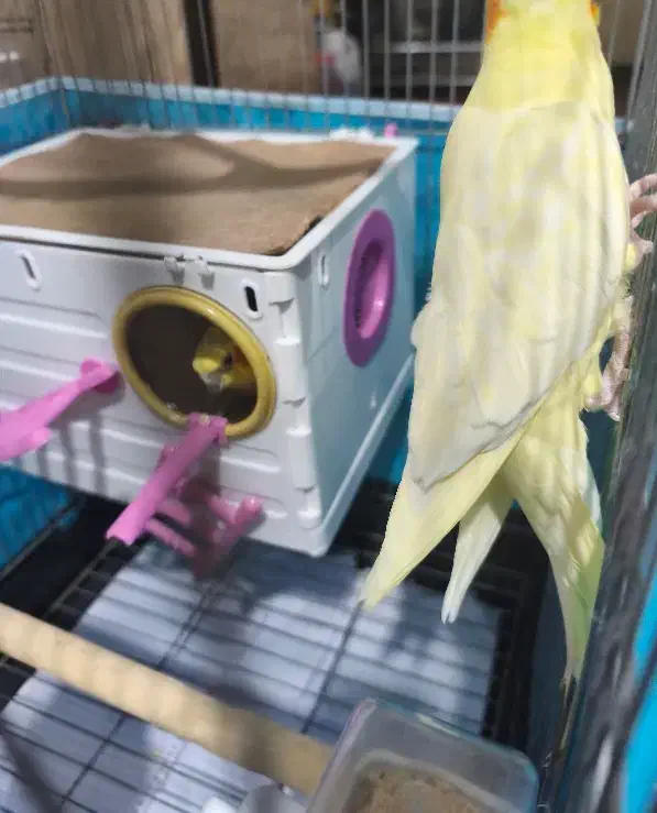 عروس هلندی نر و ماده|پرنده|ماهدشت, |دیوار