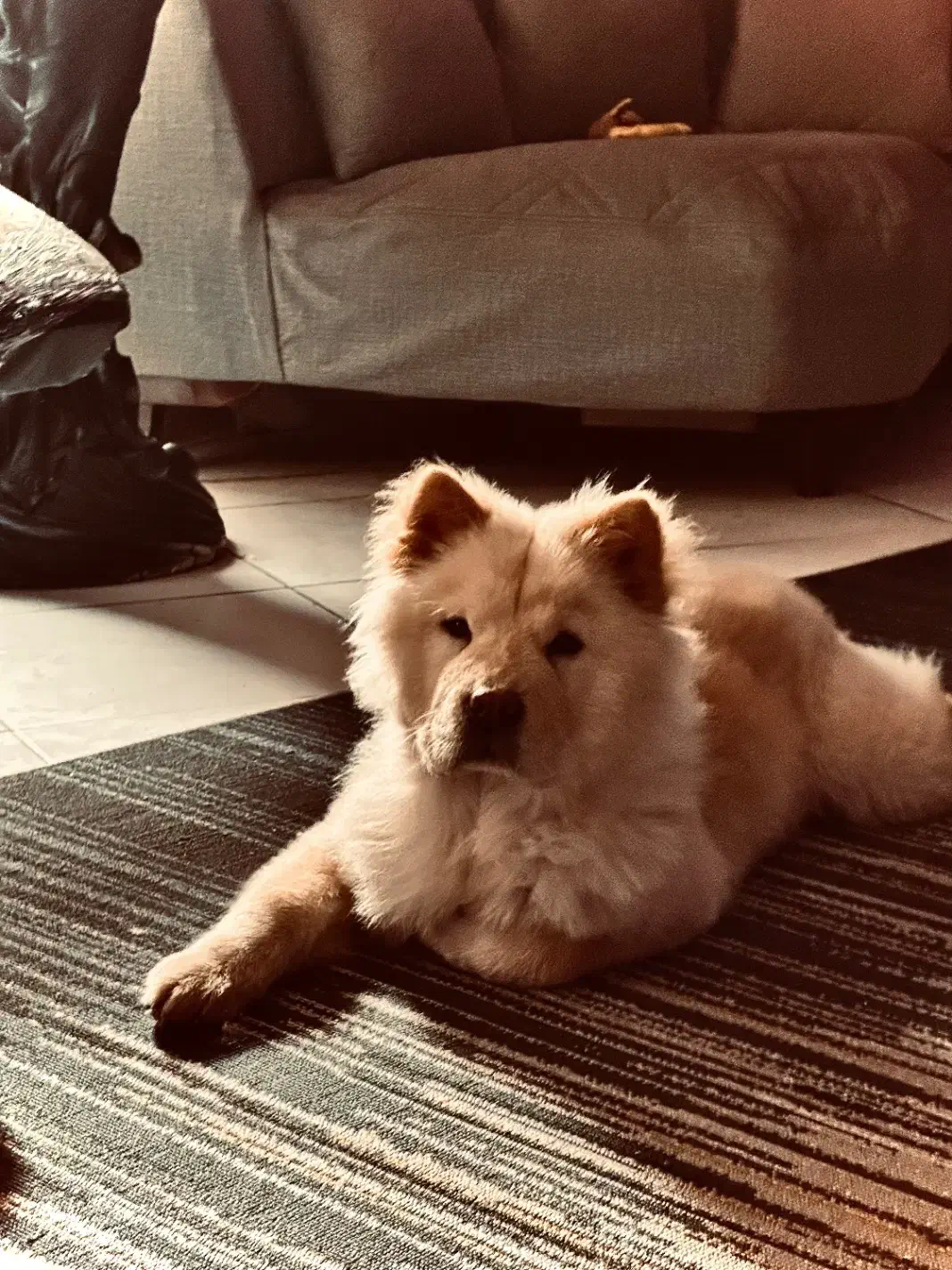 سگ چاو چاو|سگ|مشهد, نیروی هوایی|دیوار