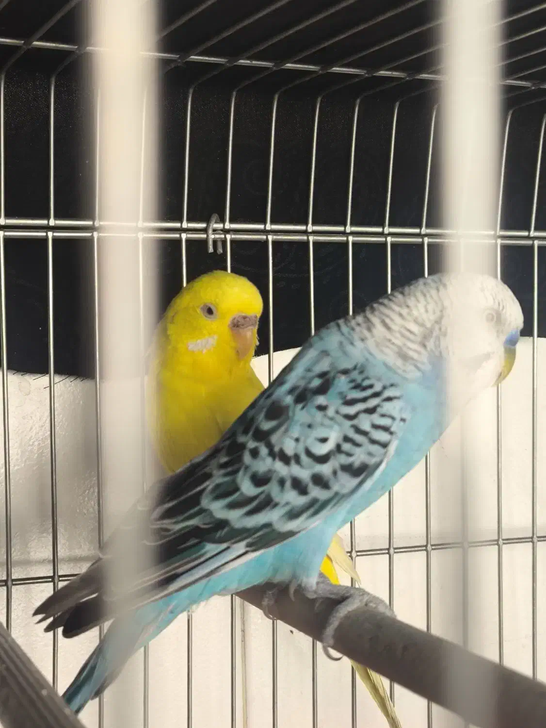 مرغ عشق|پرنده|داراب, |دیوار