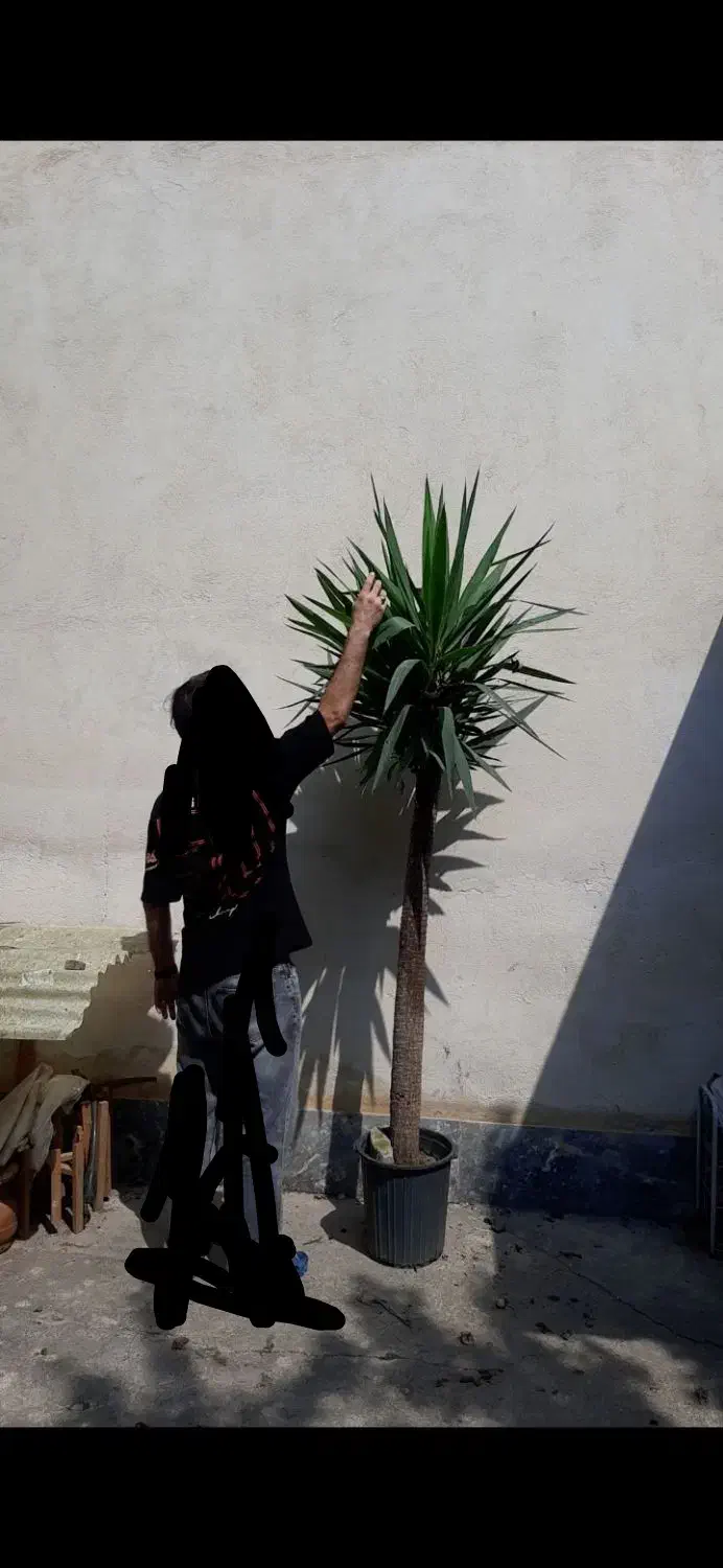 گل درختچه یوکا|گل و گیاه طبیعی|گرگان, |دیوار