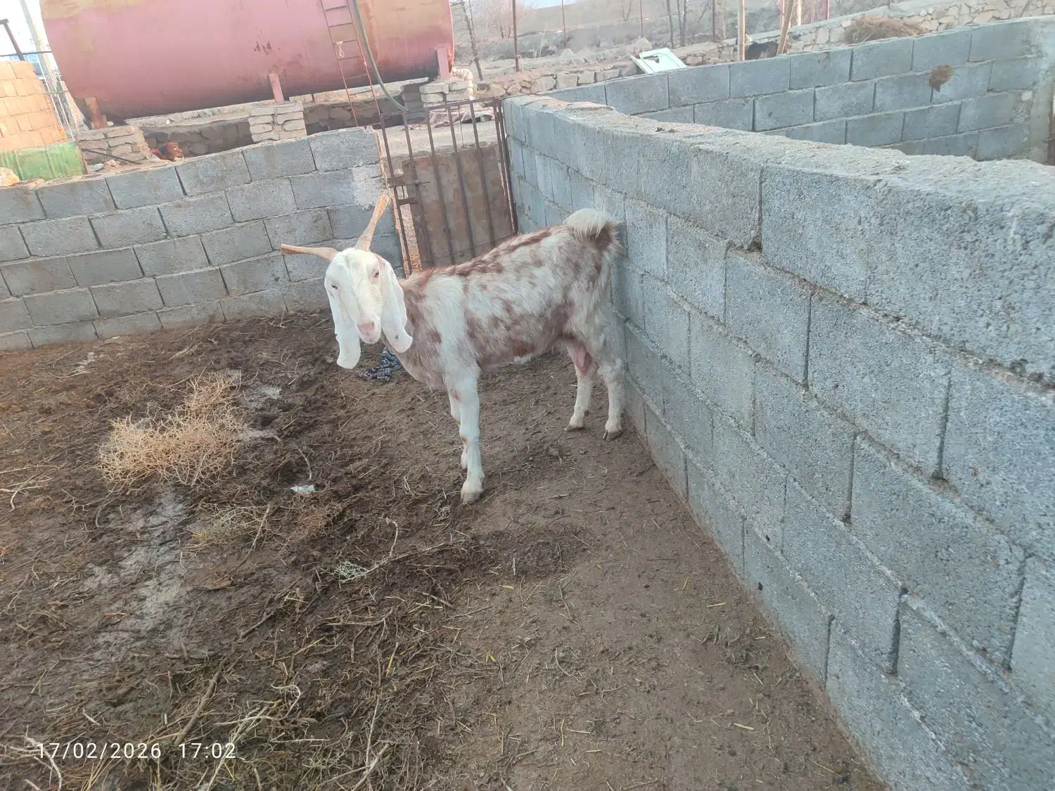 بز استاق|حیوانات مزرعه|بیرجند, |دیوار