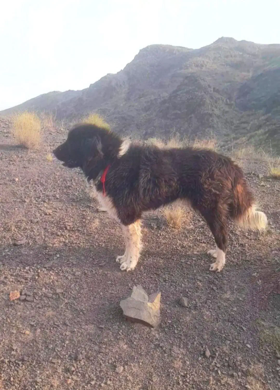 خراسانی سرابی سگ توله قدریجونی|سگ|مرودشت, تامین اجتماعی‎|دیوار