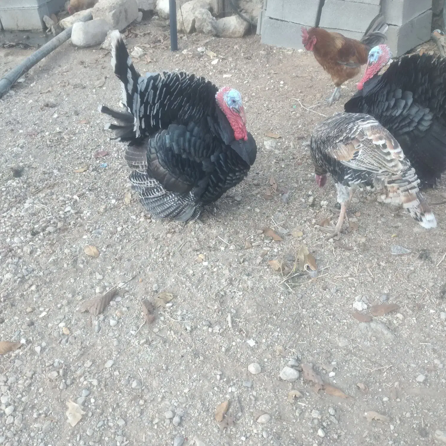 غاز|حیوانات مزرعه|یاسوج, |دیوار