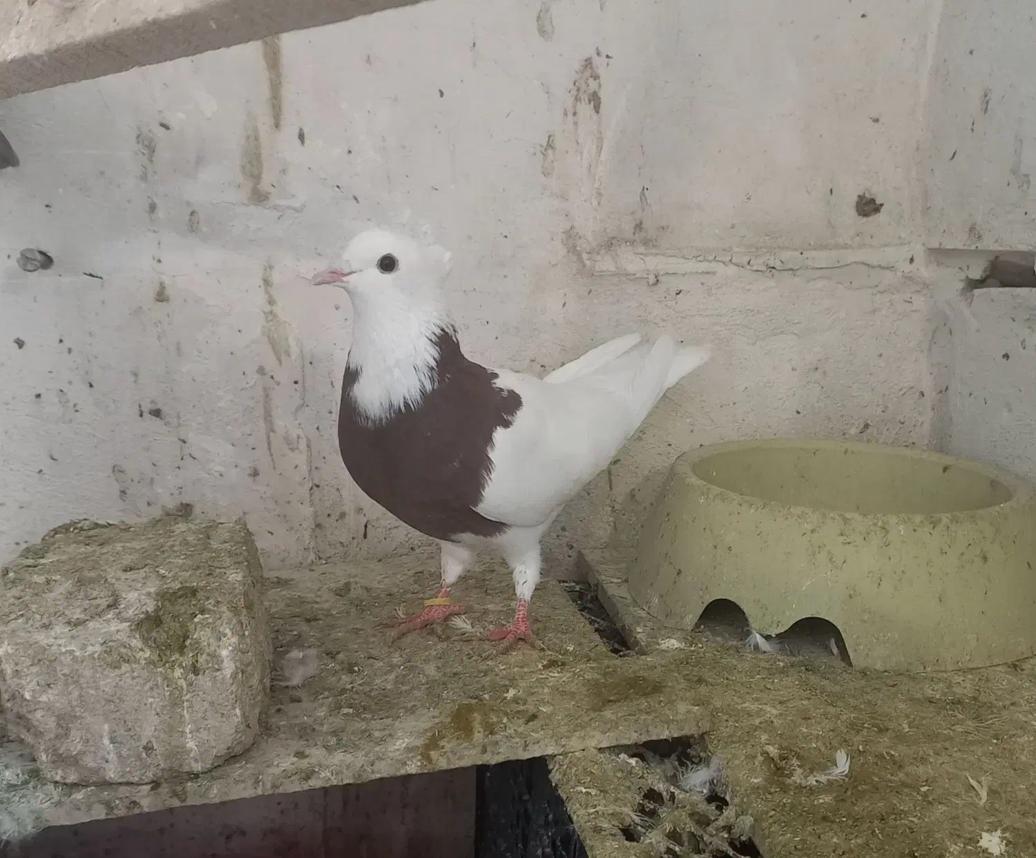 کبوتر طوقی (معاوضه با مرغ عشق و قناری نر )|پرنده|کنگاور, |دیوار