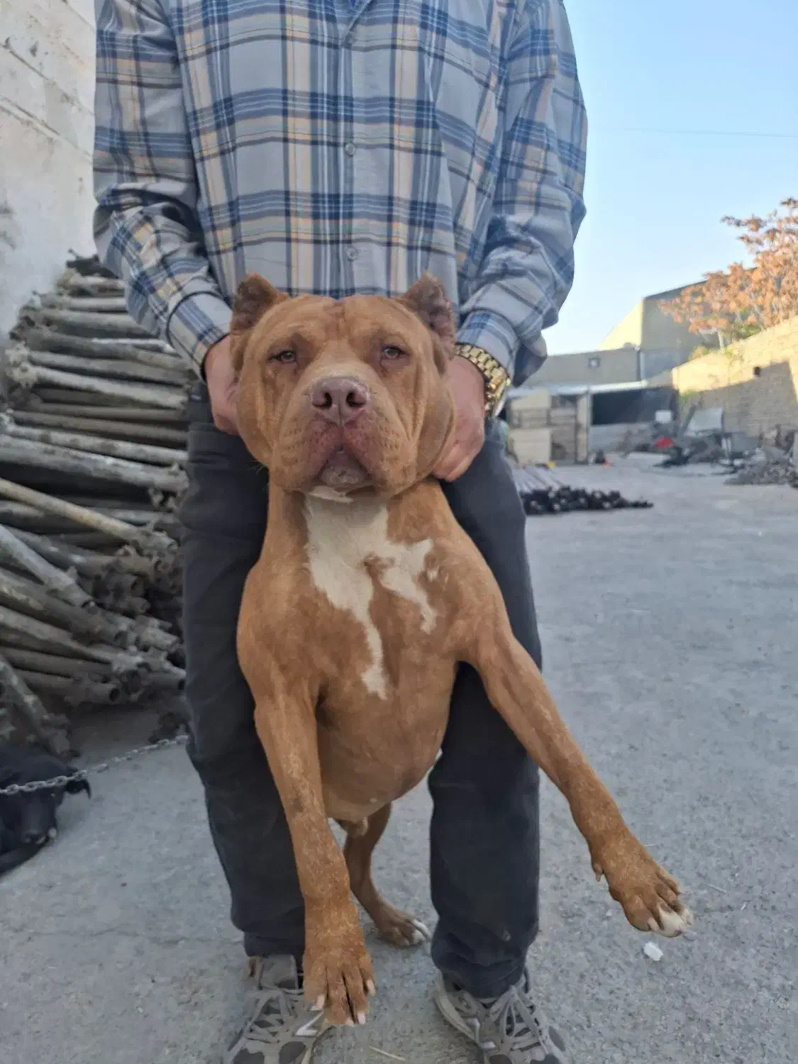 سگ پیت بول|سگ|مشهد, خین عرب|دیوار