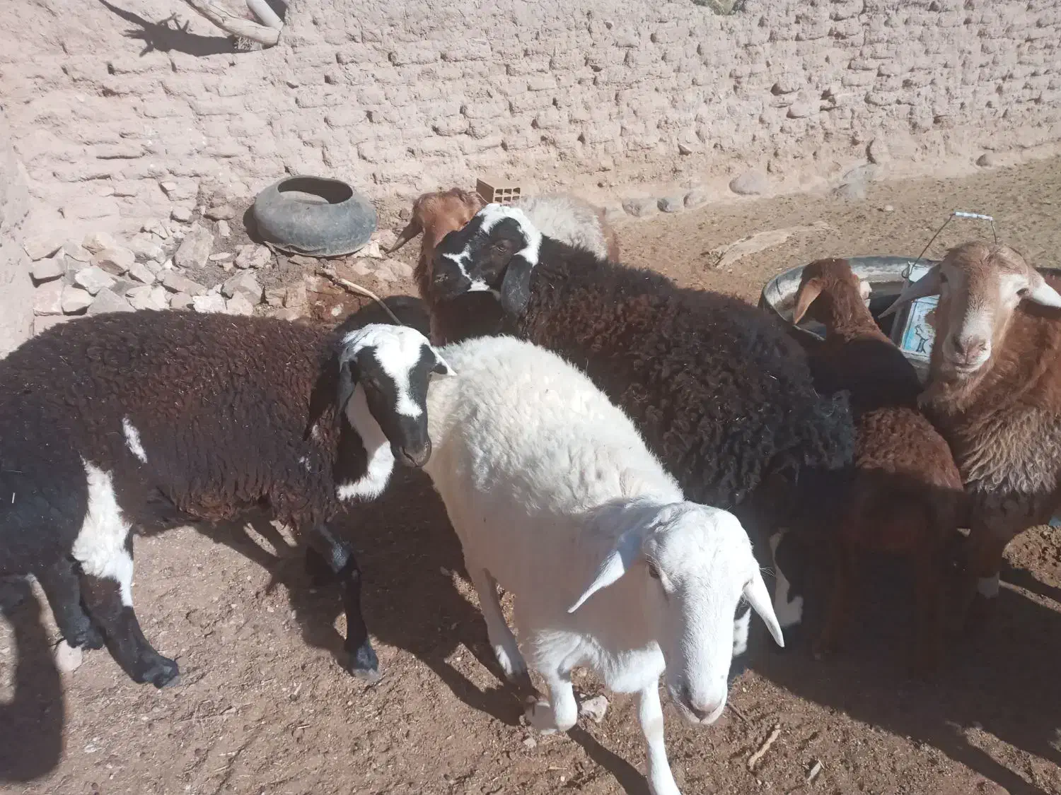 قوچ|حیوانات مزرعه|سده (خراسان جنوبی), |دیوار