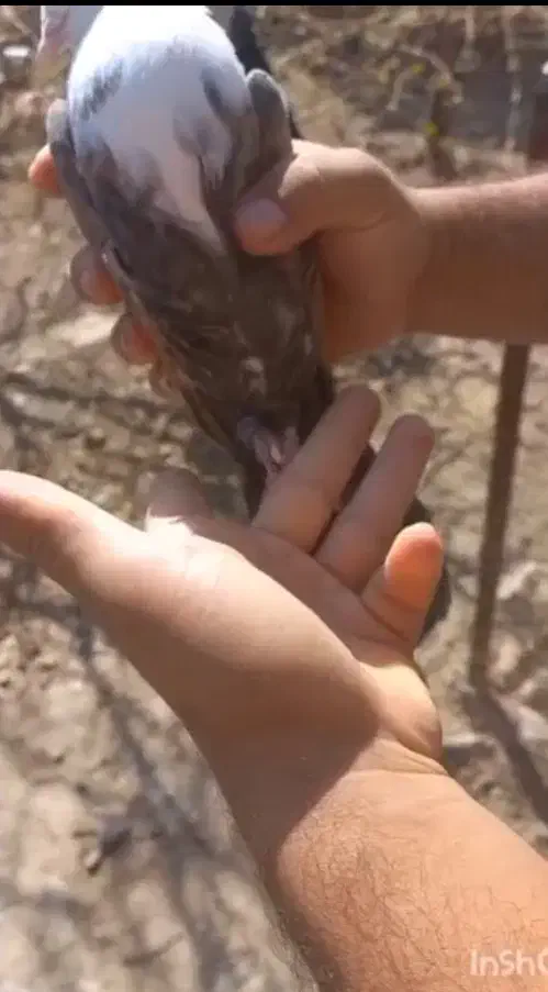 ماده مخمل تمیزمیزون|پرنده|ملک‌آباد, |دیوار