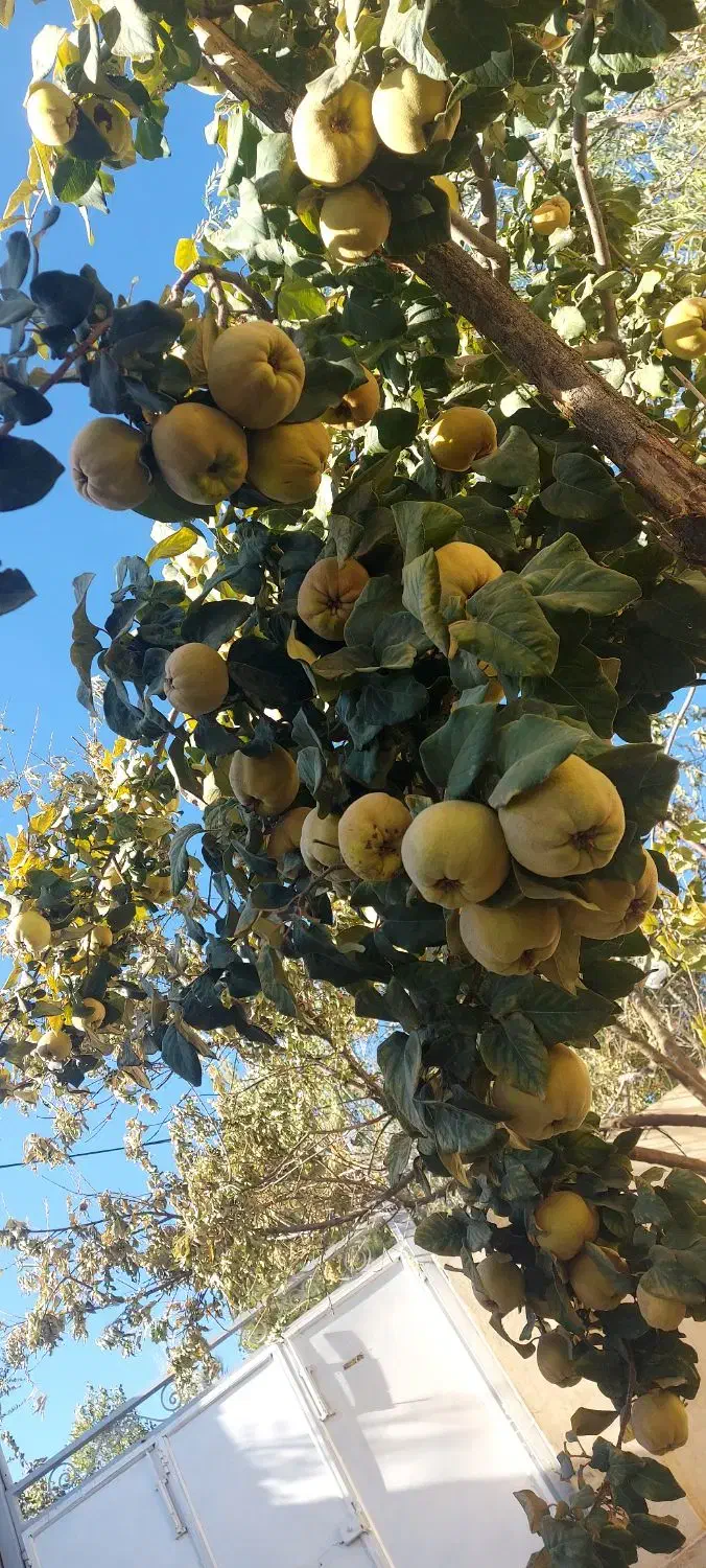 استخدام باغبان با تجربه مجرد یا متاهل بدون فرزند|استخدام سرایداری و نظافت|پاوه, |دیوار