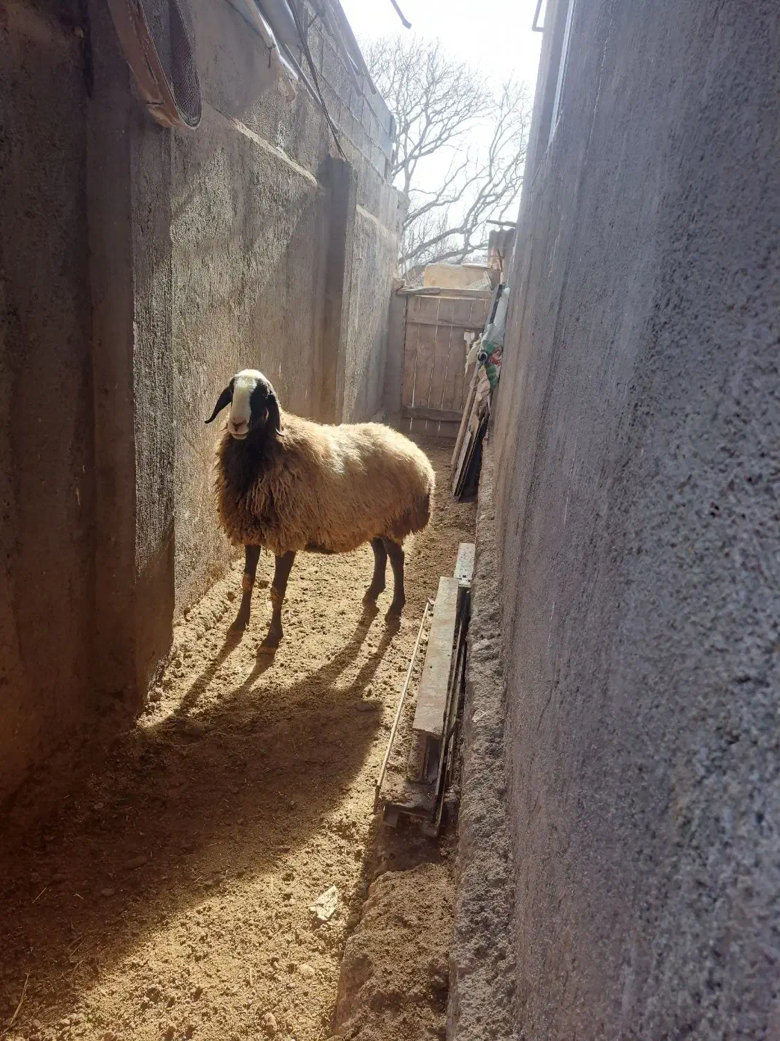 میش شال|حیوانات مزرعه|ضیاء آباد, |دیوار