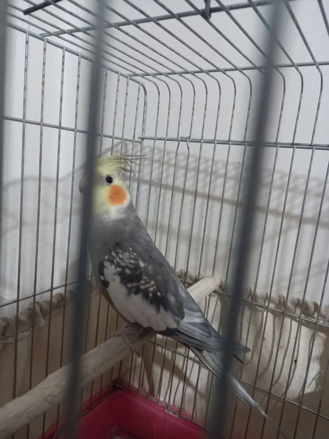 عروس هلندی|پرنده|پاکدشت, حصار امیر|دیوار