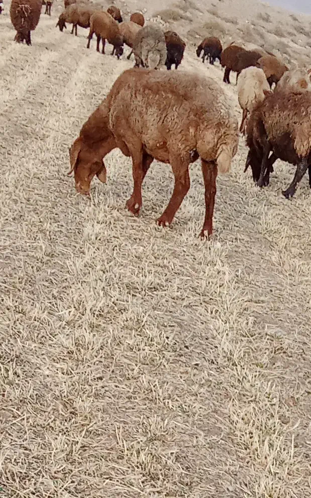 میش|حیوانات مزرعه|نیشابور, دربقاضی|دیوار