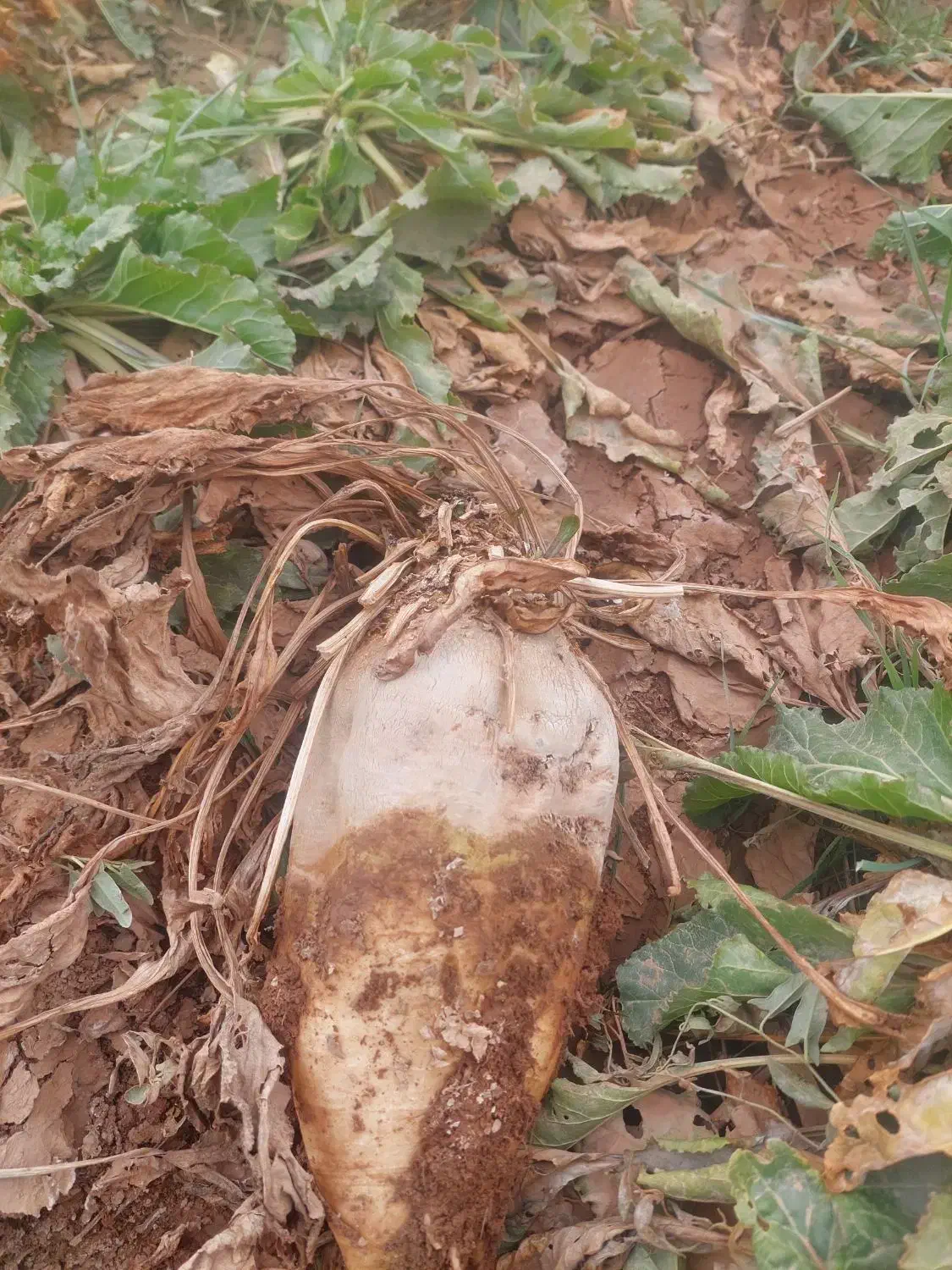 چغندر خوراکی|خوردنی و آشامیدنی|بشاریات, |دیوار