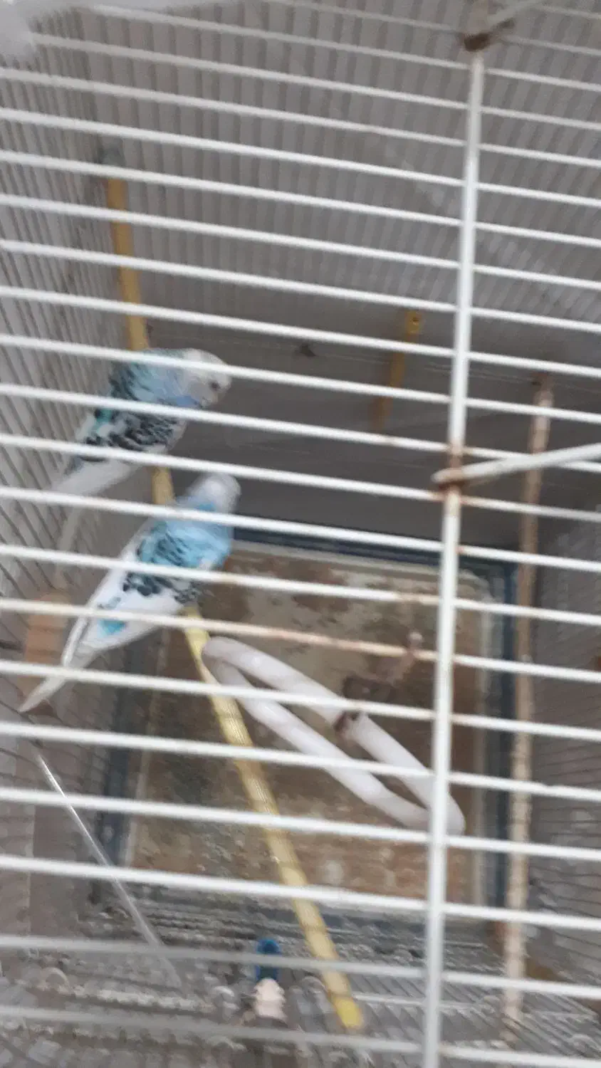 معاوضه باخروس و عروس هلندی و تخم مرغ برهما|پرنده|لنگرود, |دیوار