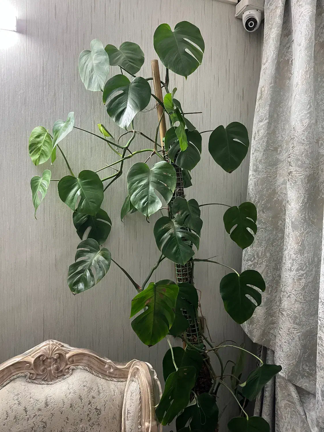 برگ انجیری|گل و گیاه طبیعی|اصفهان, طامه|دیوار