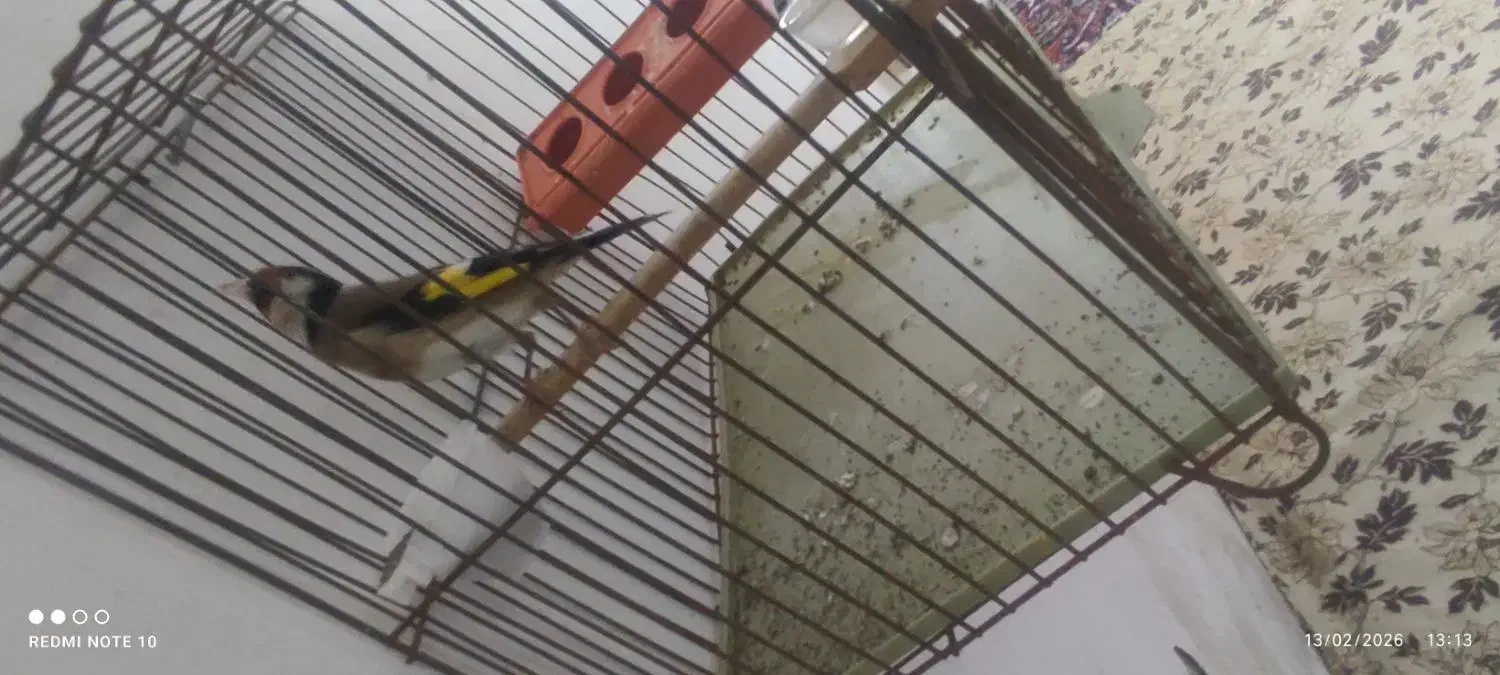 سهره نر|پرنده|هریس, |دیوار