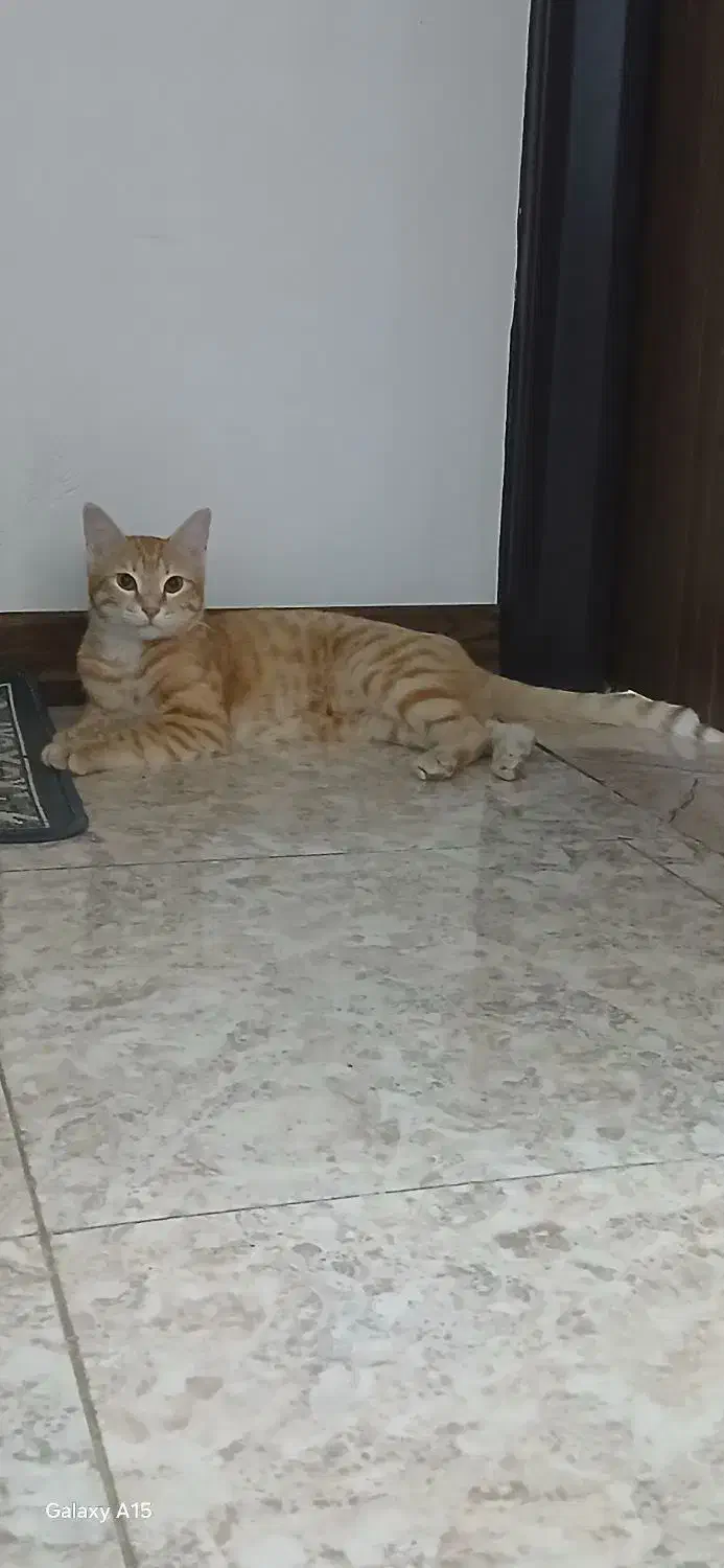 گربه خانگی|گربه|برخوار, |دیوار