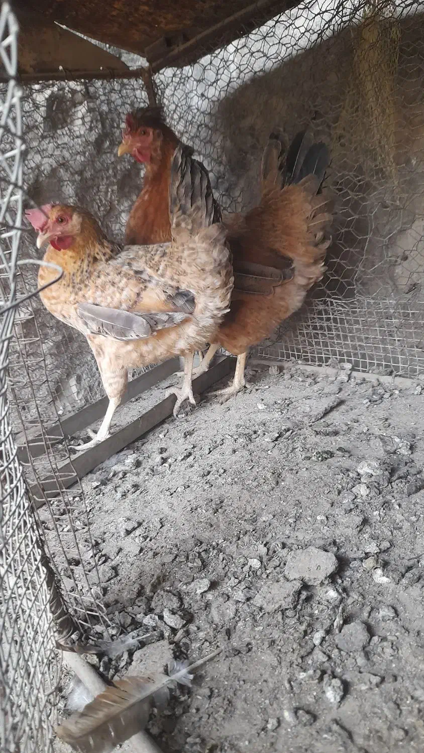 مرغ خروس|حیوانات مزرعه|گله دار, |دیوار