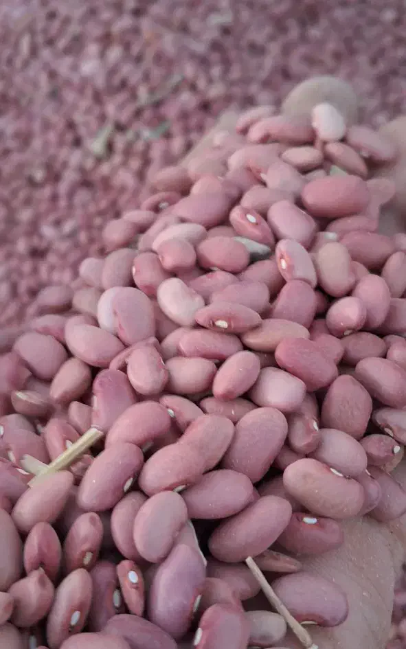 لوبیا قرمز قمی|خوردنی و آشامیدنی|کمیجان, |دیوار