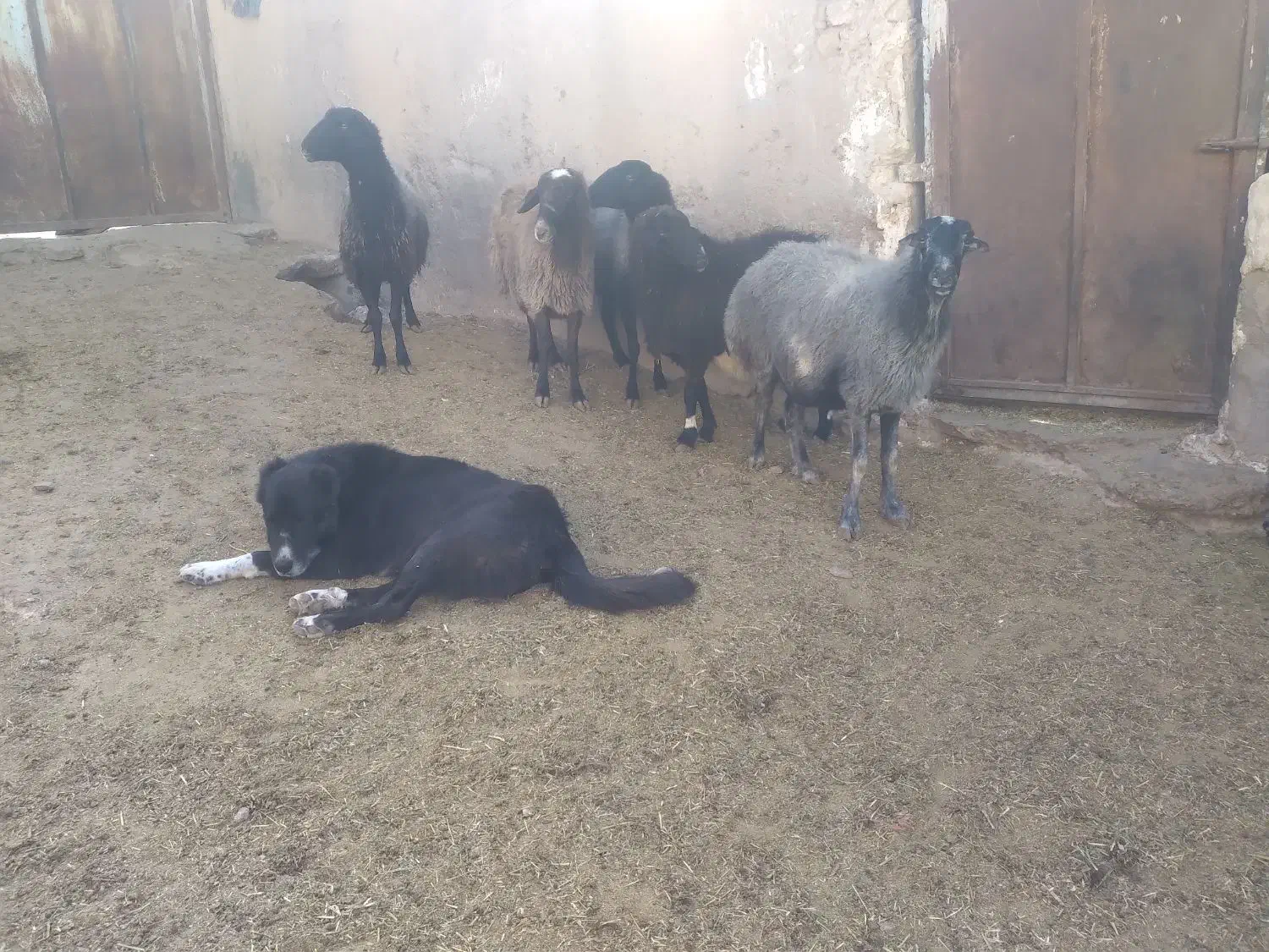 میش بوم ۲۰عدد|حیوانات مزرعه|قم, شهر قائم|دیوار