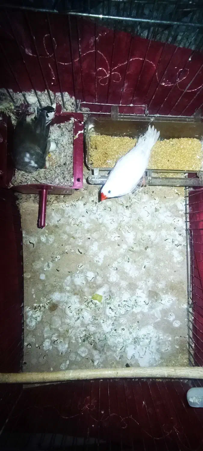 فنچ مولد با تخم|پرنده|پاکدشت, شهرک انقلاب|دیوار