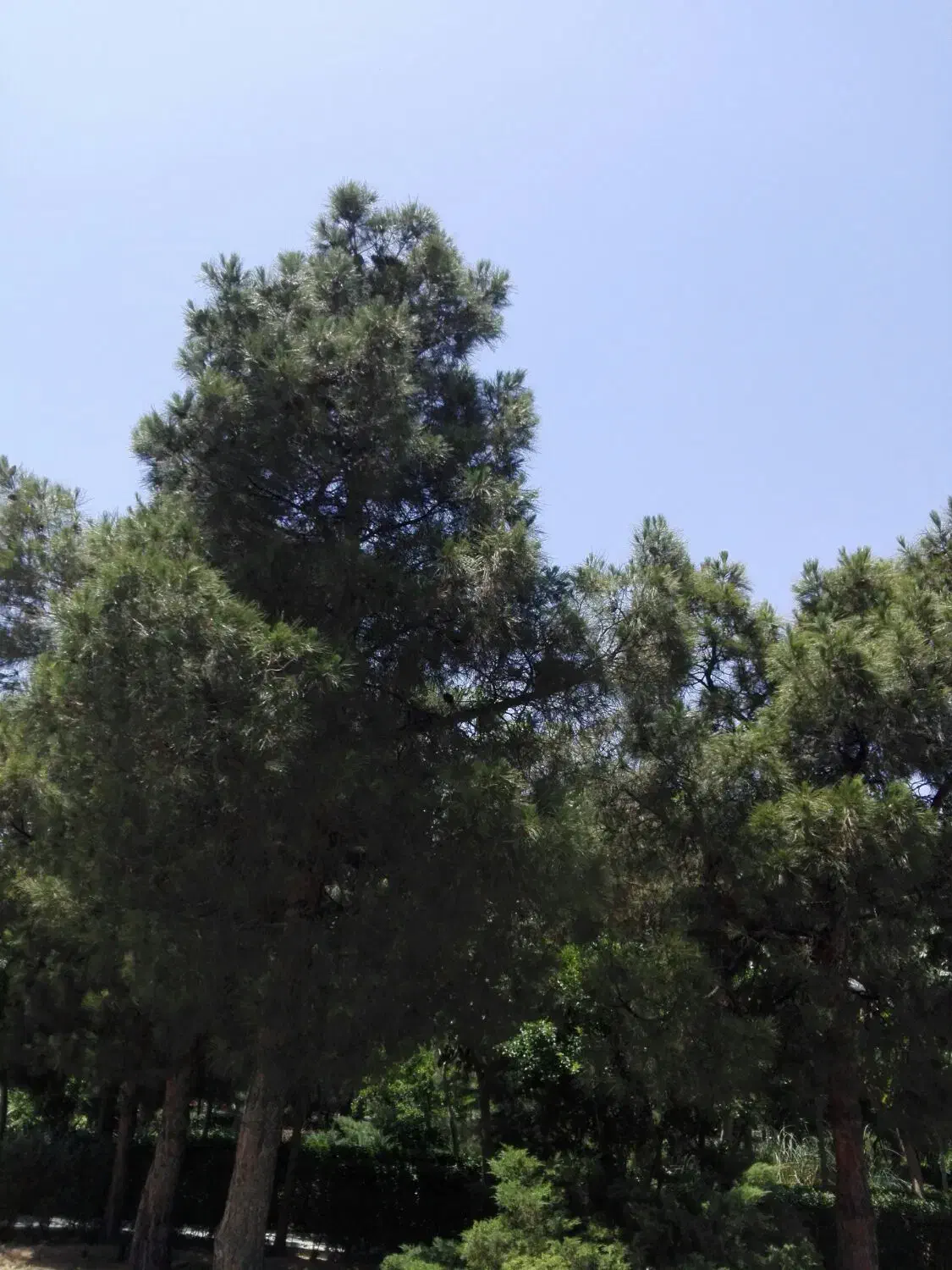 120 متر سراجه|فروش زمین و ملک کلنگی|قنوات, |دیوار