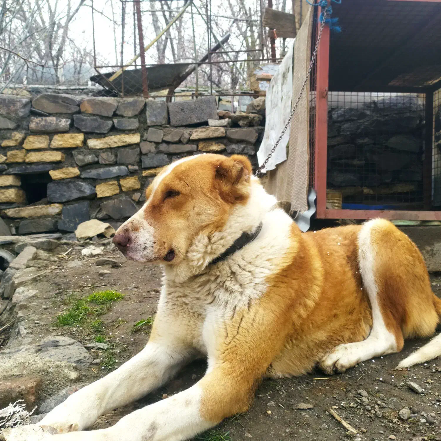 سگ نر|سگ|همدان, |دیوار