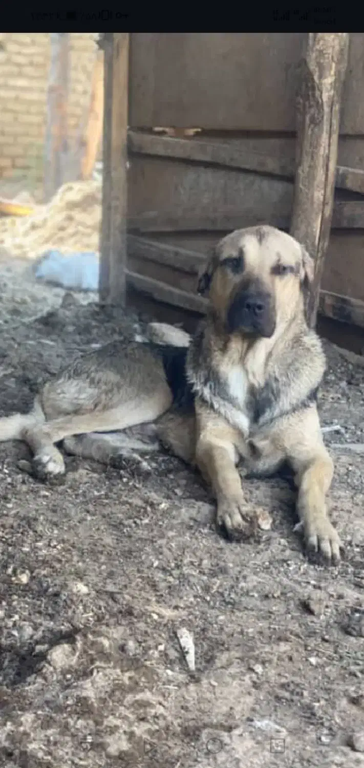 سگ پژدر|سگ|گرگان, |دیوار