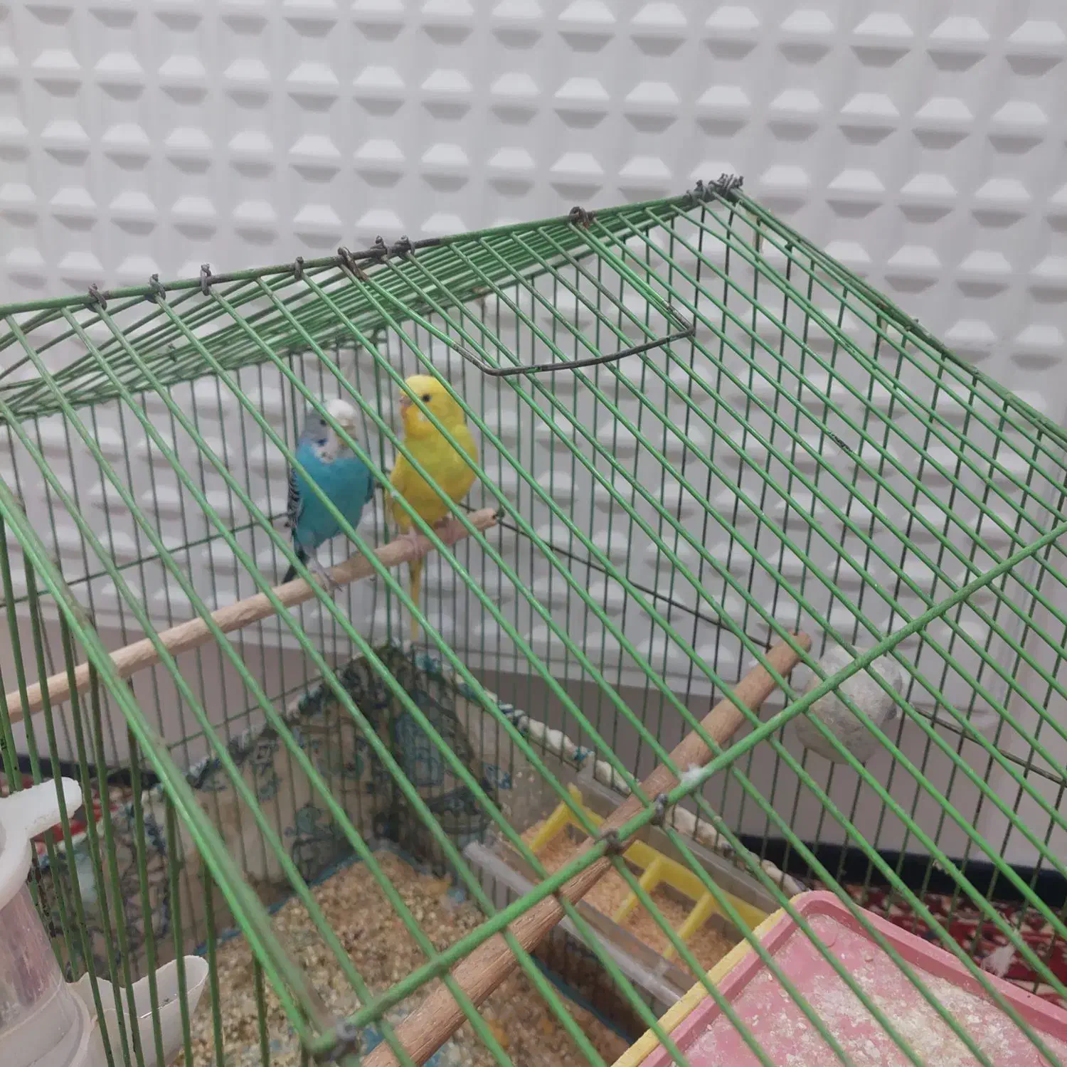 مرغ عشق|پرنده|چهاردانگه (تهران), |دیوار