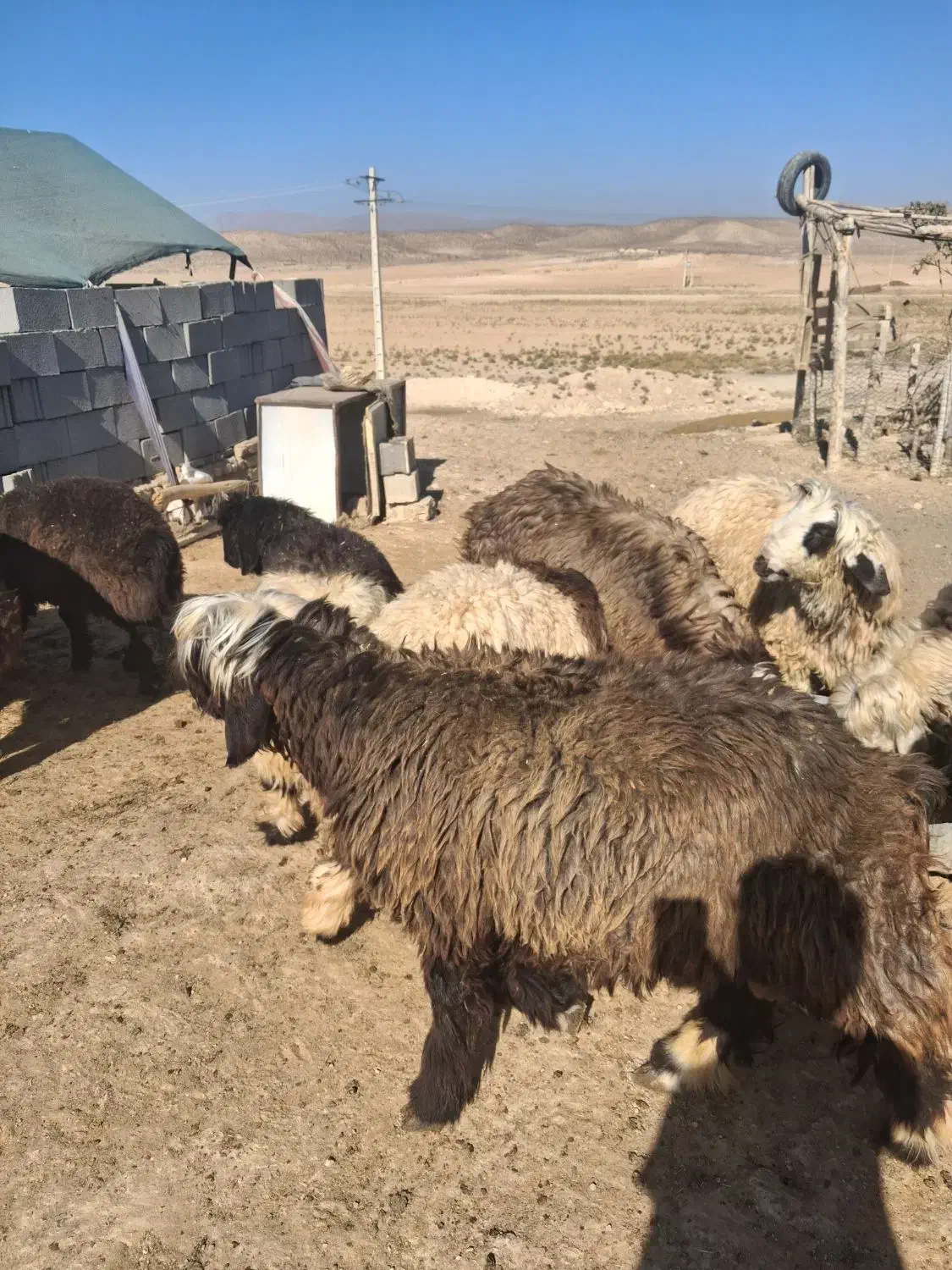 میش بره نر|حیوانات مزرعه|پاسارگاد, |دیوار