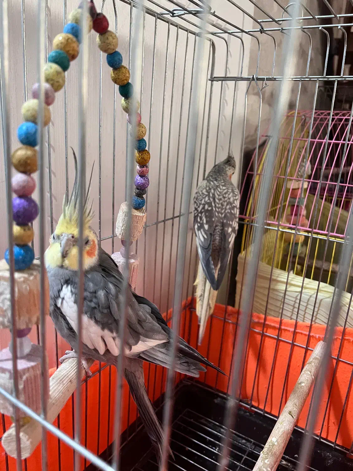 عروس هلندی سخنگو همراه چهار تخم|پرنده|قدس, شهرقدس|دیوار