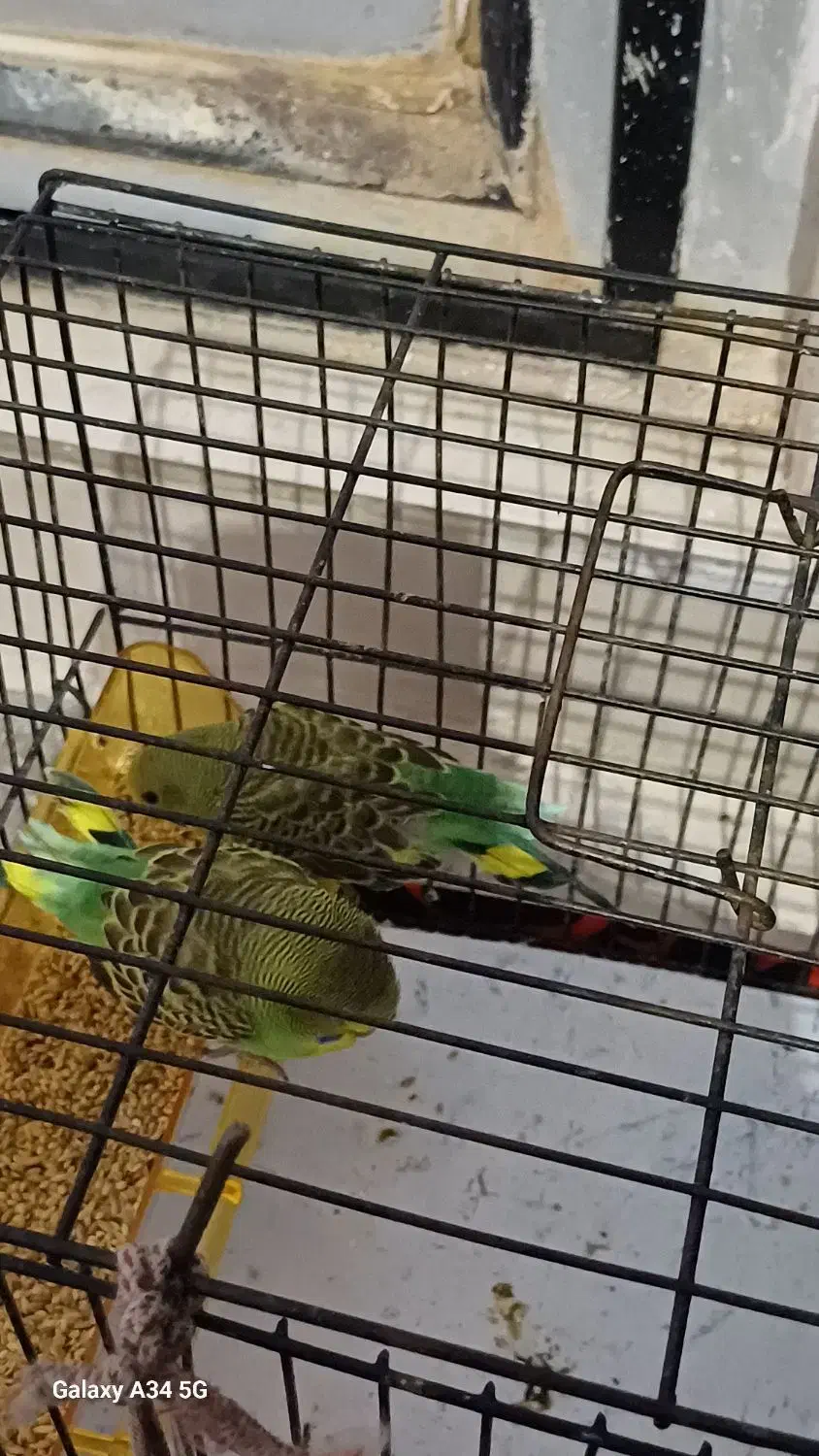 سه تا مرغ عشق|پرنده|گرگان, |دیوار