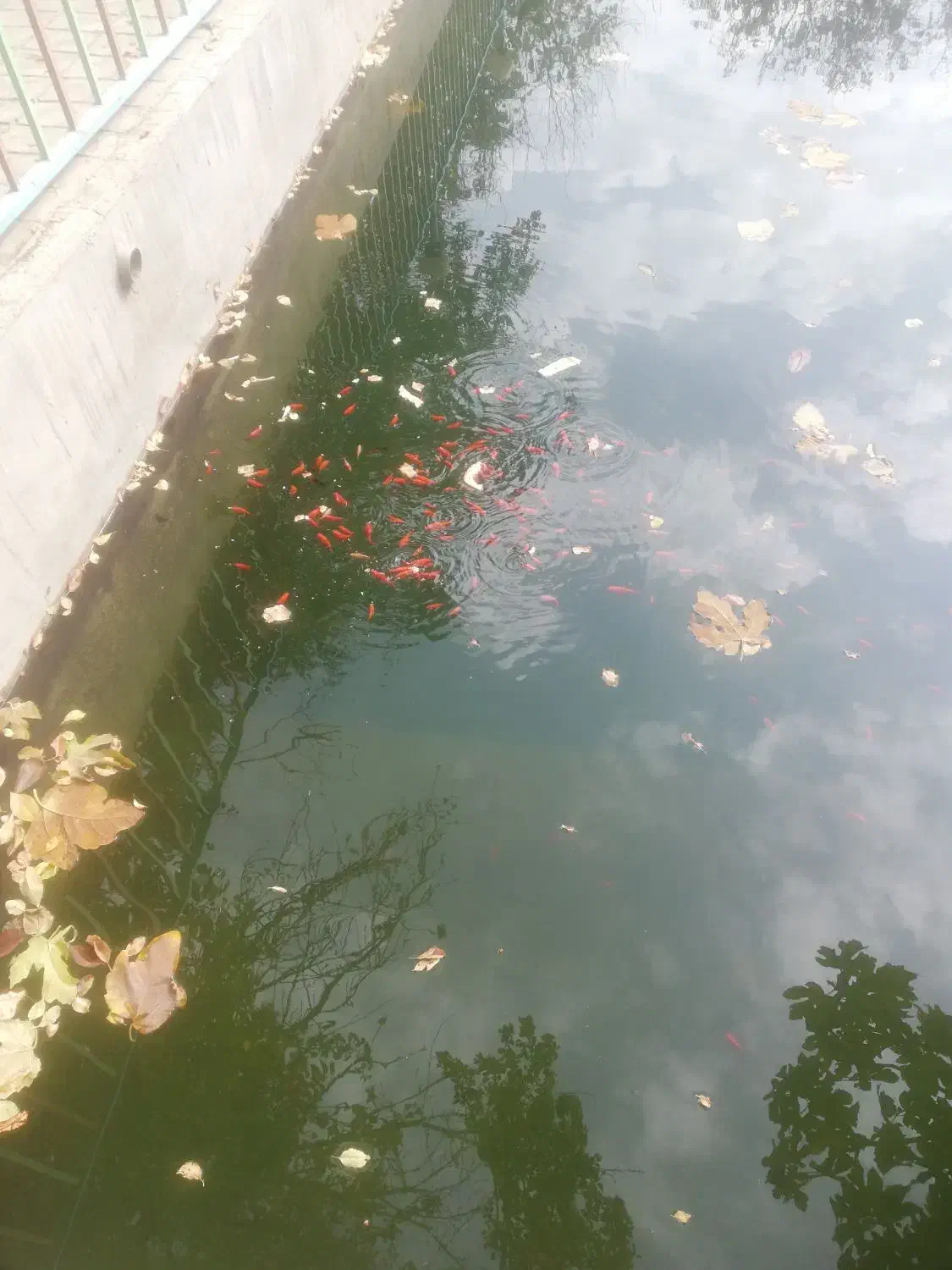 ماهی عید|ماهی|نیشابور, فضل|دیوار