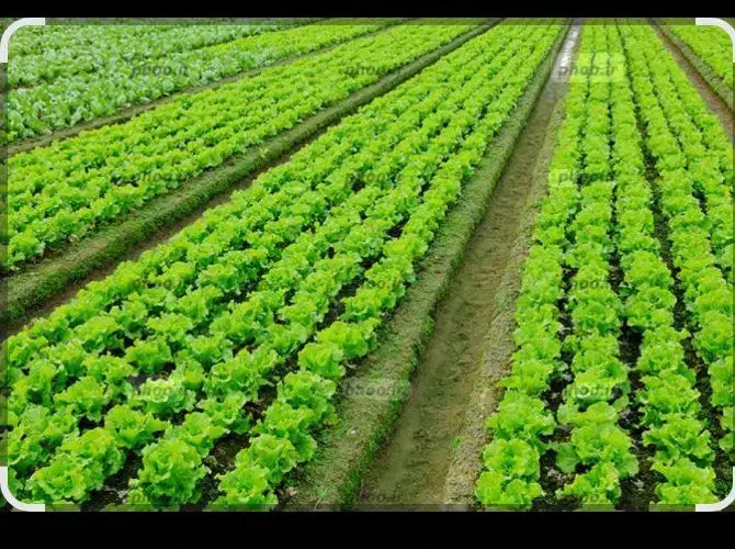 اجاره زمین کشاورزی|اجارهٔ دفتر صنعتی، کشاورزی، تجاری|بهمن صغاد, |دیوار