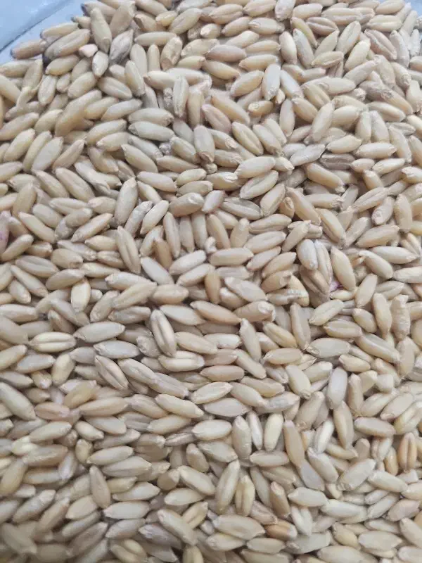 گندم بوجاری شده دیم|خدمات باغبانی و درختکاری|خرم‌آباد, |دیوار