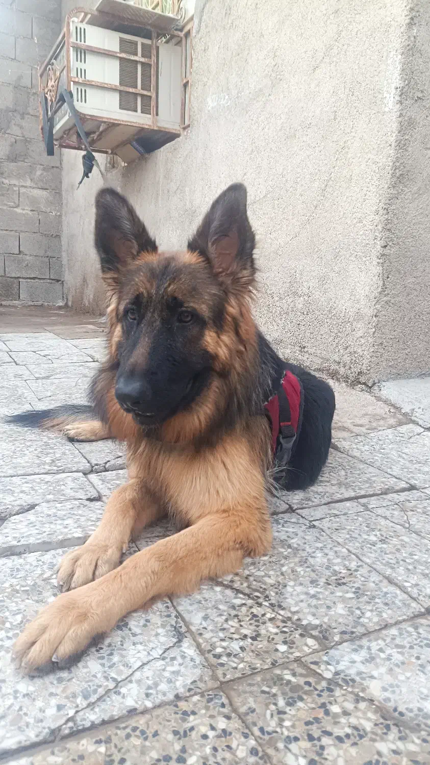 حیوانات خونه|سگ|دزفول, |دیوار