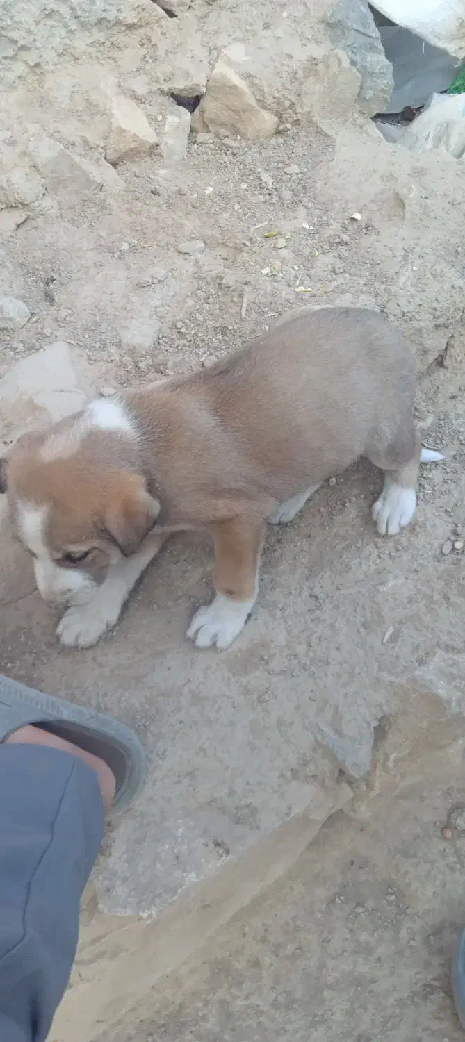 سگ کته|سگ|رامیان, |دیوار