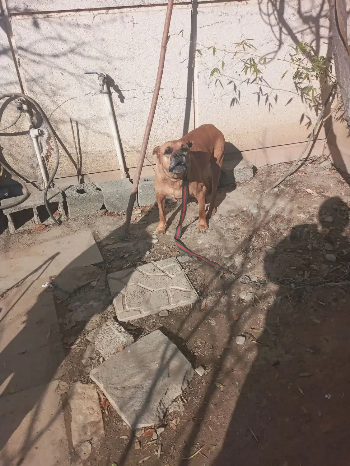 دو قلاده سگ هاسکی و پیتبل|سگ|محمدشهر, محمدشهر|دیوار