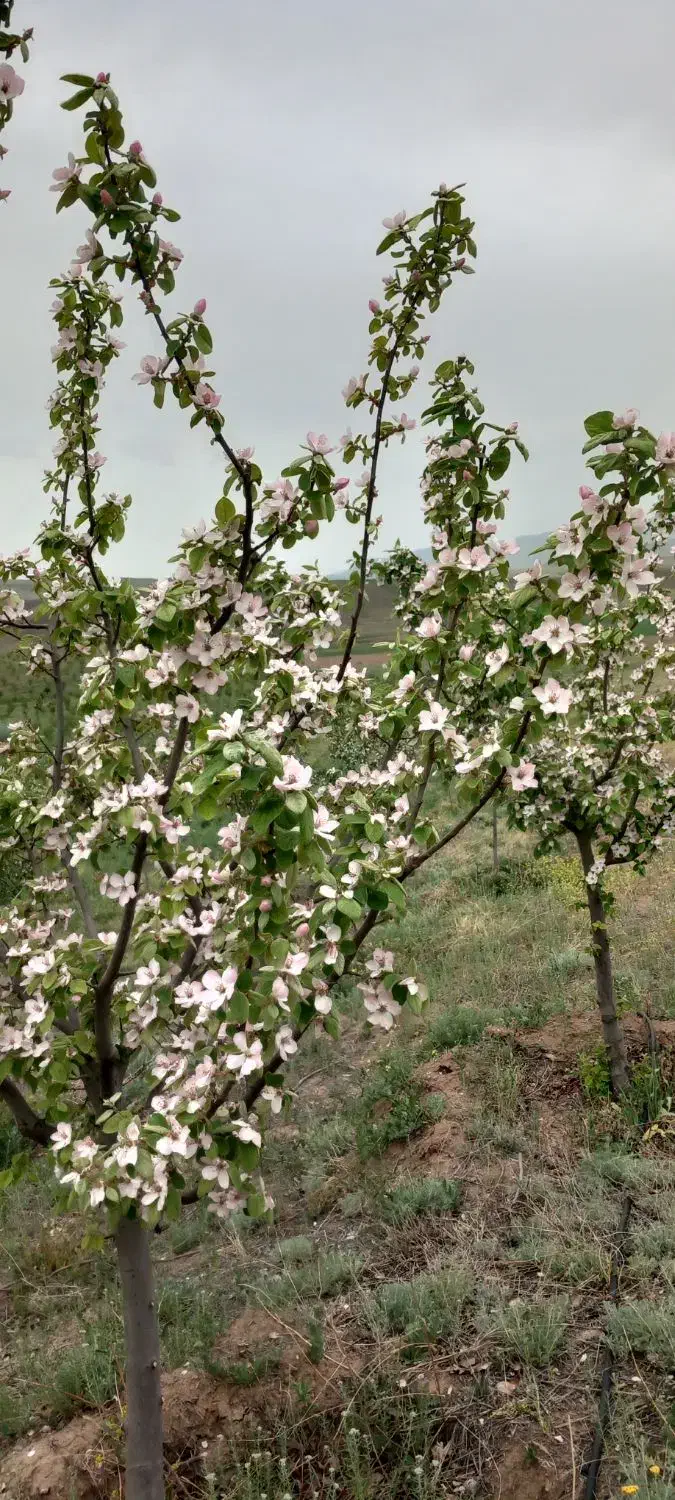 زمین چسب بافت روستا|فروش دفتر صنعتی، کشاورزی، تجاری|فیروز, |دیوار