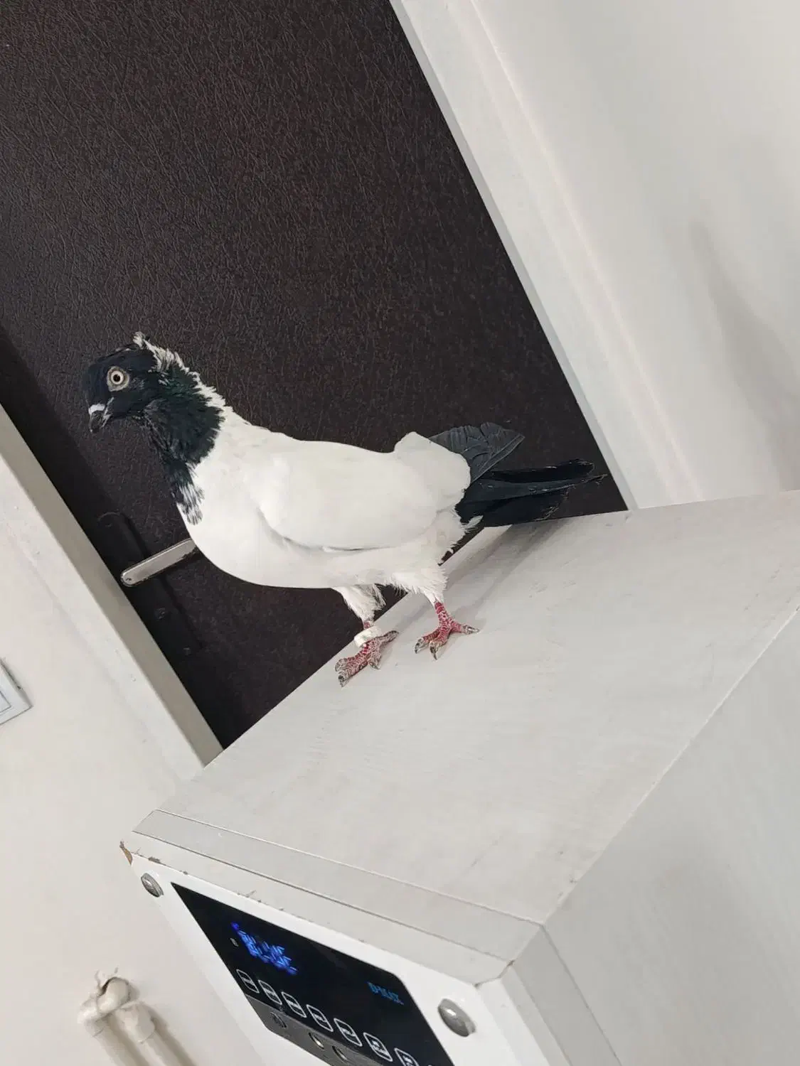 کفتر|پرنده|کرج, کمال‌شهر|دیوار