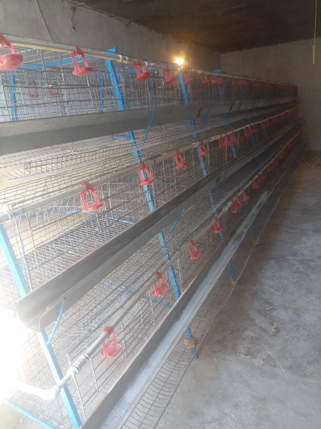 قفس مرغ تخمگذار|لوازم جانبی حیوانات|ایوان, |دیوار