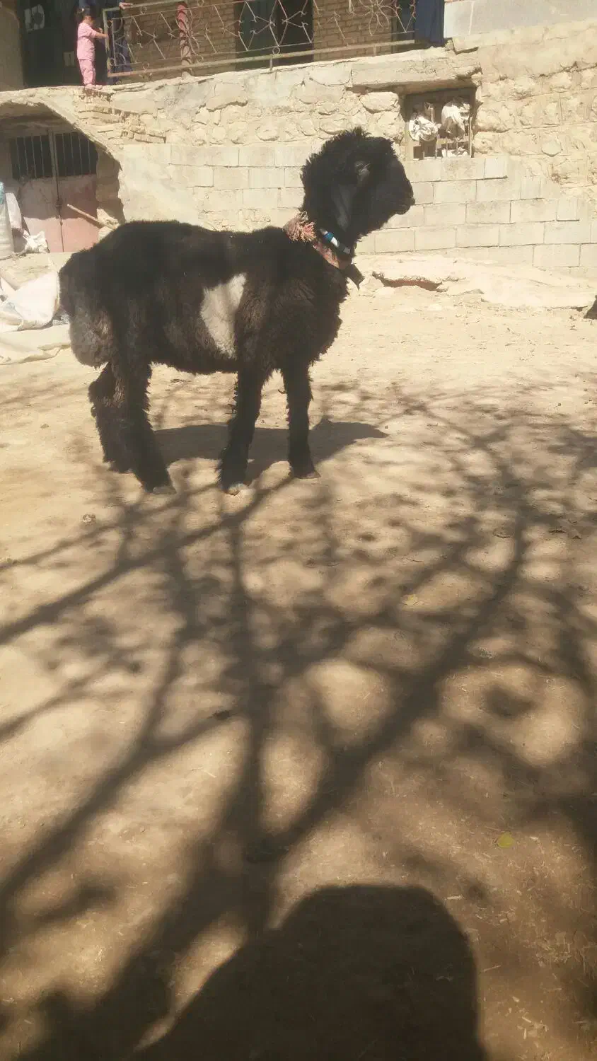 میش قوچ بره ماده ترکی اصل|حیوانات مزرعه|کوهرنگ, |دیوار